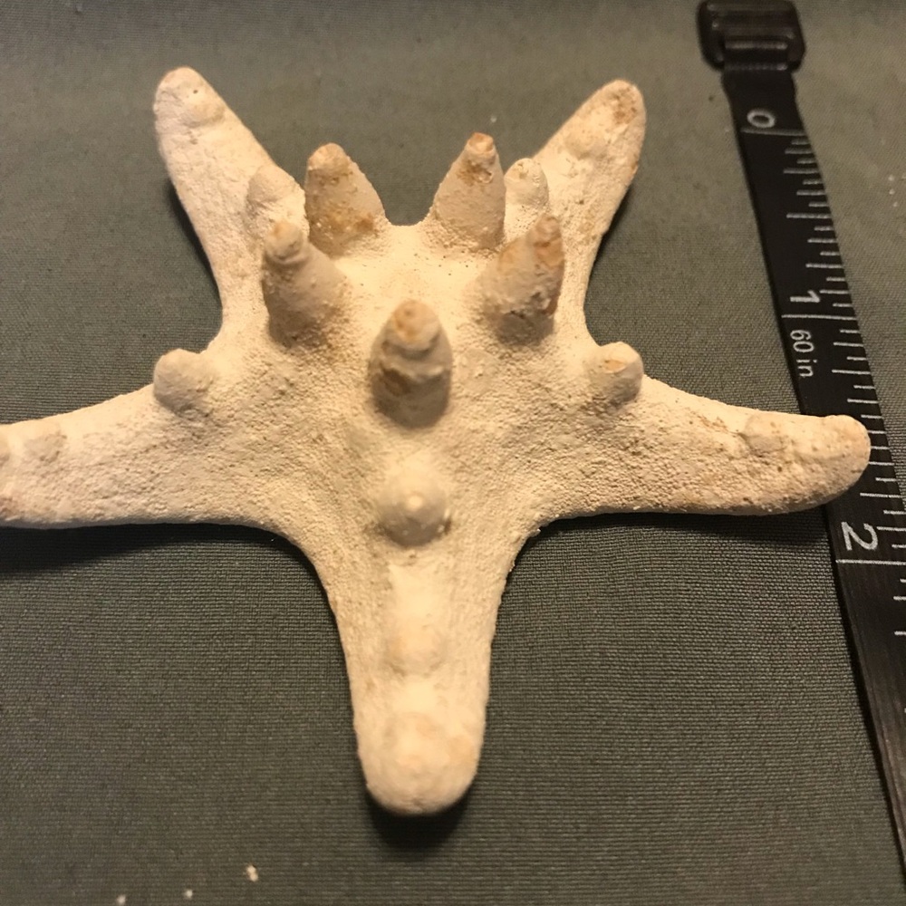 Starfish - Picture 2 of 4
